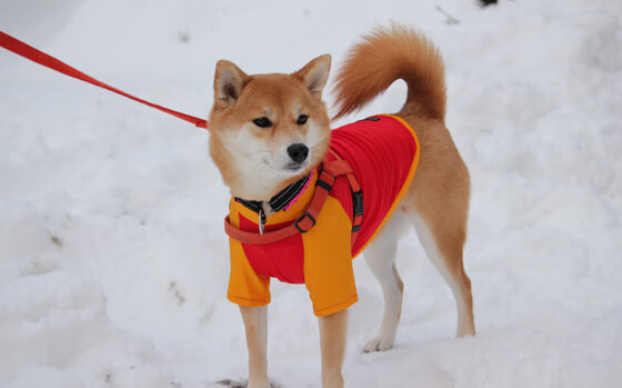 青少年体育锻炼行为干预机制创新,青少年体育锻炼行为干预机制创新举措