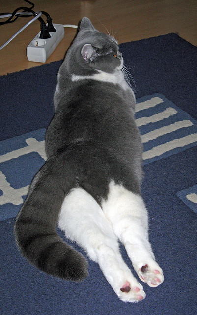 2024年国际乒联混合团体世界杯:瑞典团队展现强劲实力,国际乒联瑞典公开赛女单决赛