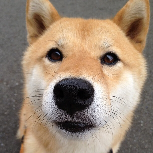 五大联赛球队阵容搭配对比是否反映发展方向，五大联赛球队球员