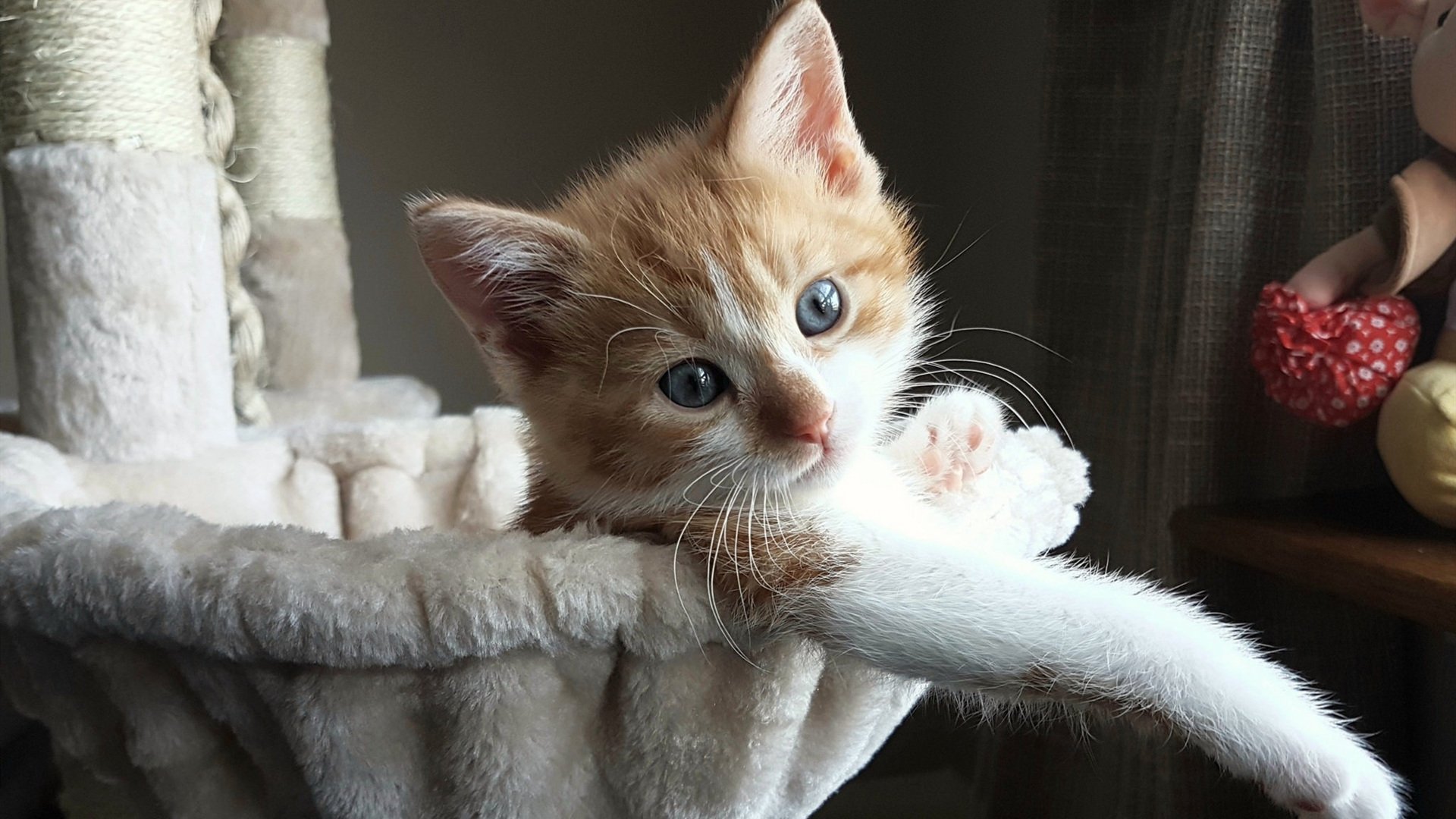 体育新闻中心启动体育宣传短视频编辑专项训练营,体育宣传片视频素材