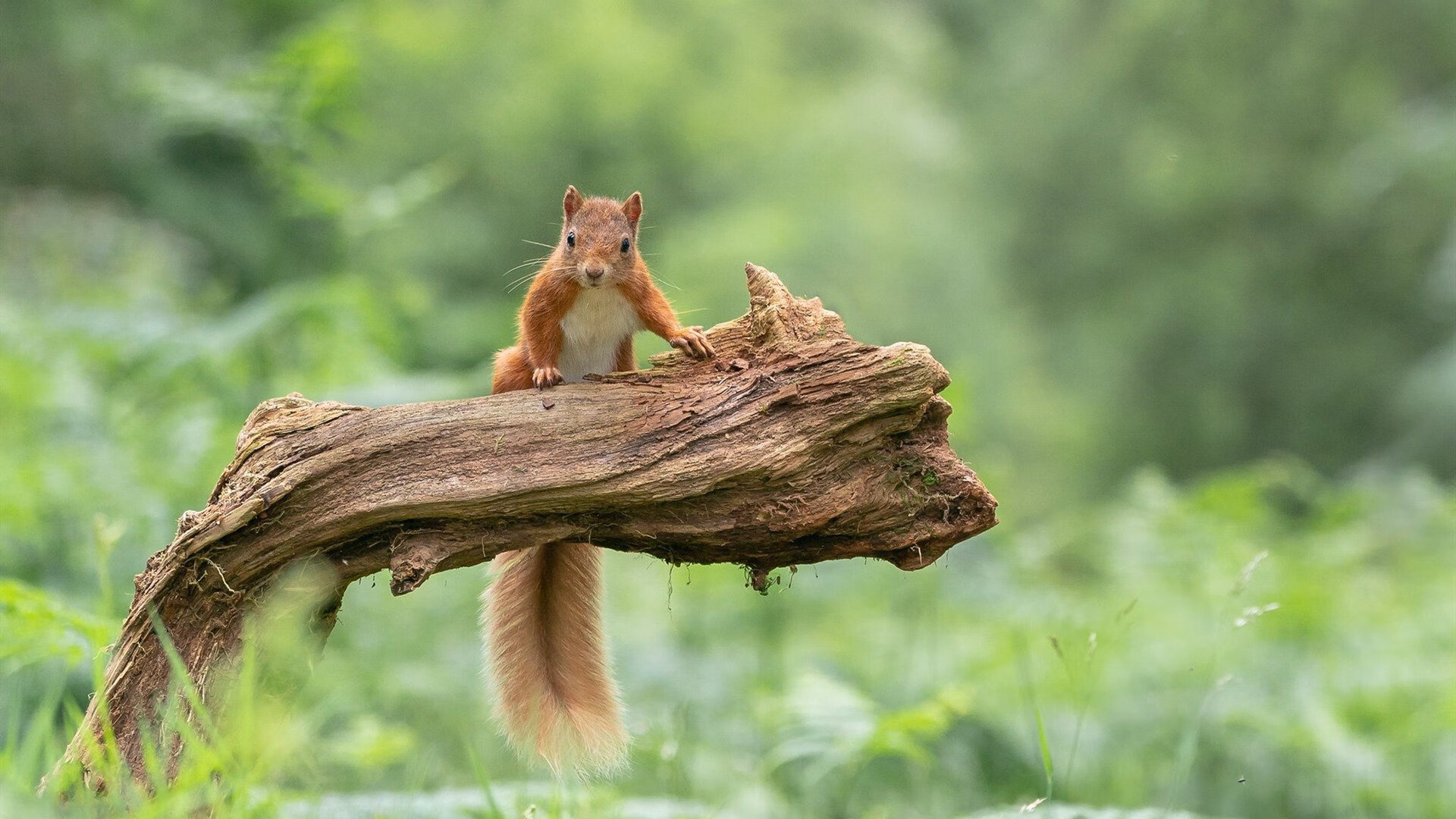 俱乐部财政危机带来连锁反应，俱乐部财政平衡政策