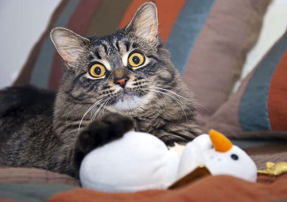 利雅得新月:健康比冠军更重要,利雅得新月足球俱乐部