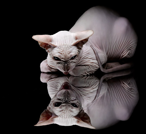 新闻中心推出品牌新形象,全新品牌形象