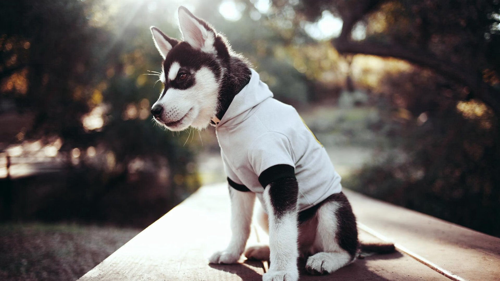 未来的发展轨迹:澳大利亚队如何适应国际乒乓潮流,澳大利亚乒乓球