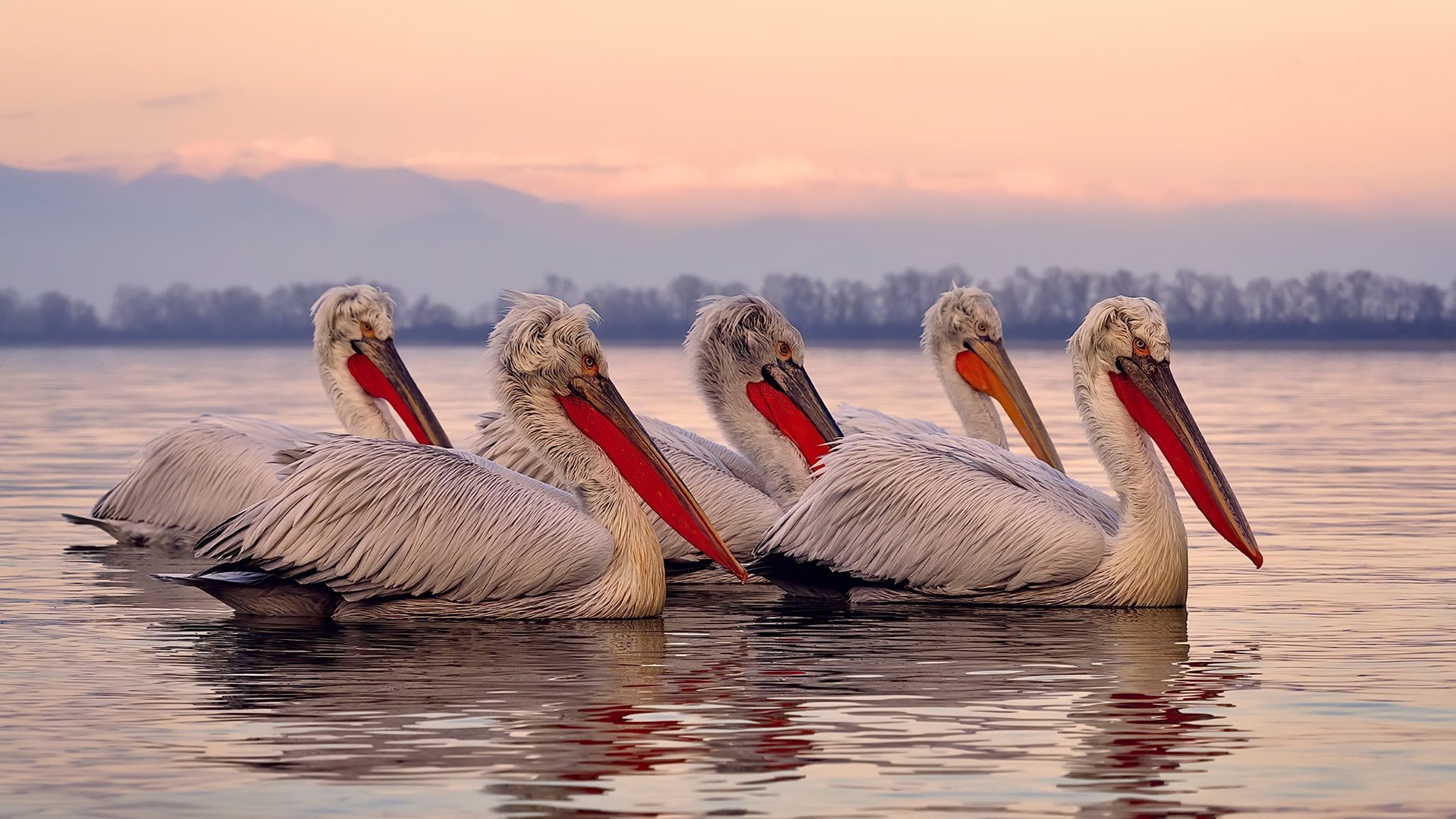 法兰克福快速起脚提高射门转化率,法兰克福fsv