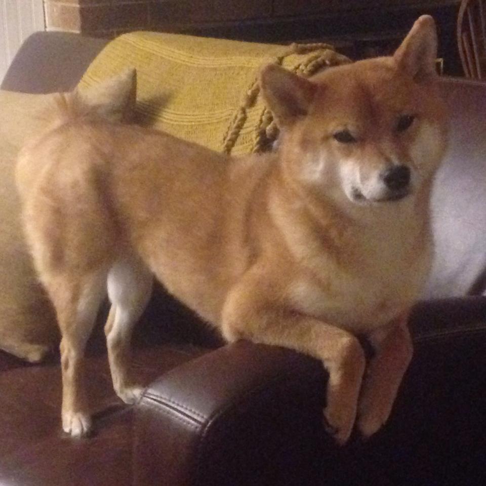 leyu乐鱼-篮球教育培训行业兴起社会资本密切关注，篮球培训班市场变化趋势