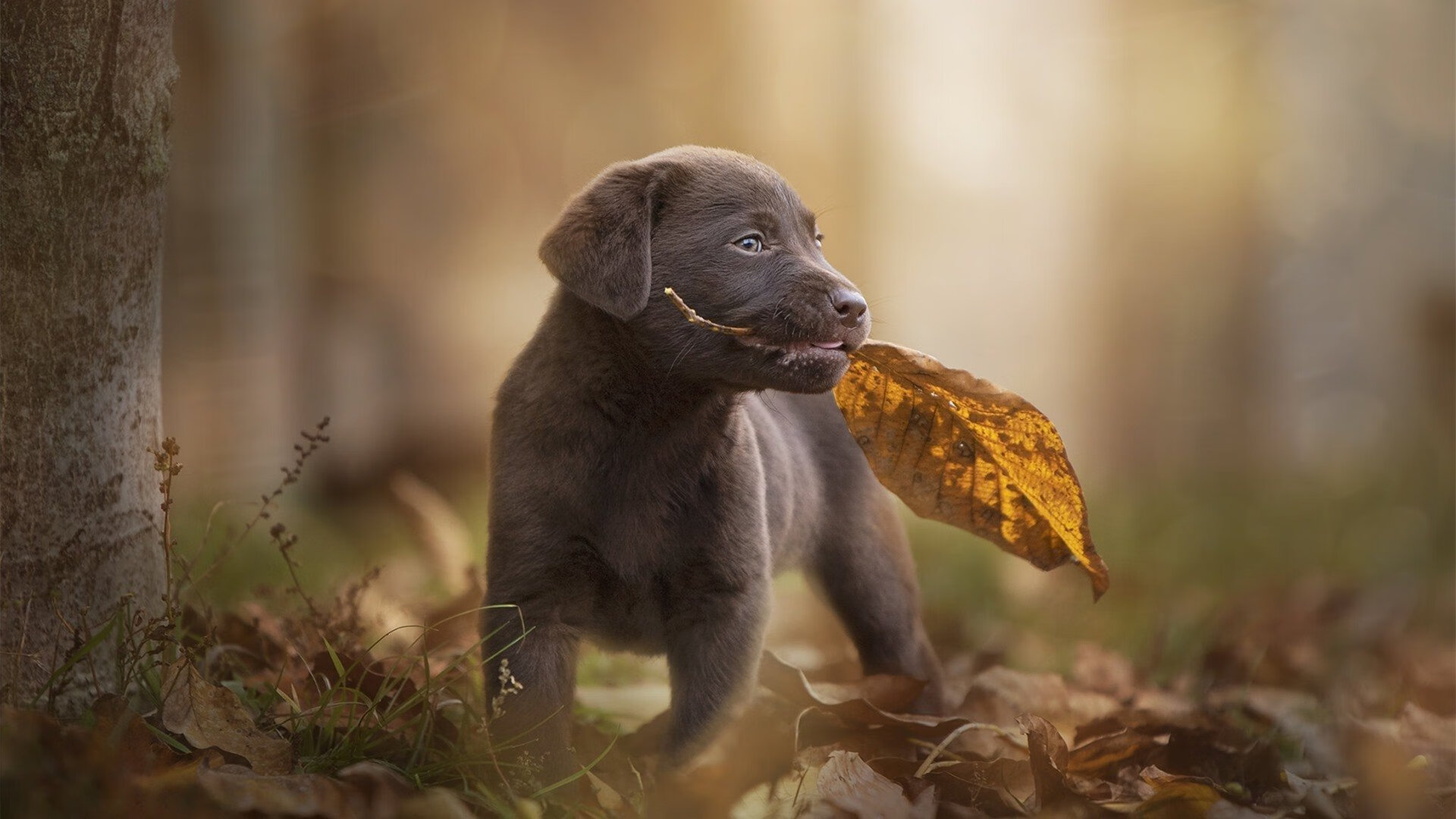 蝶泳划频与心率波动图首次公开，蝶泳的划水动作轨迹是三维的