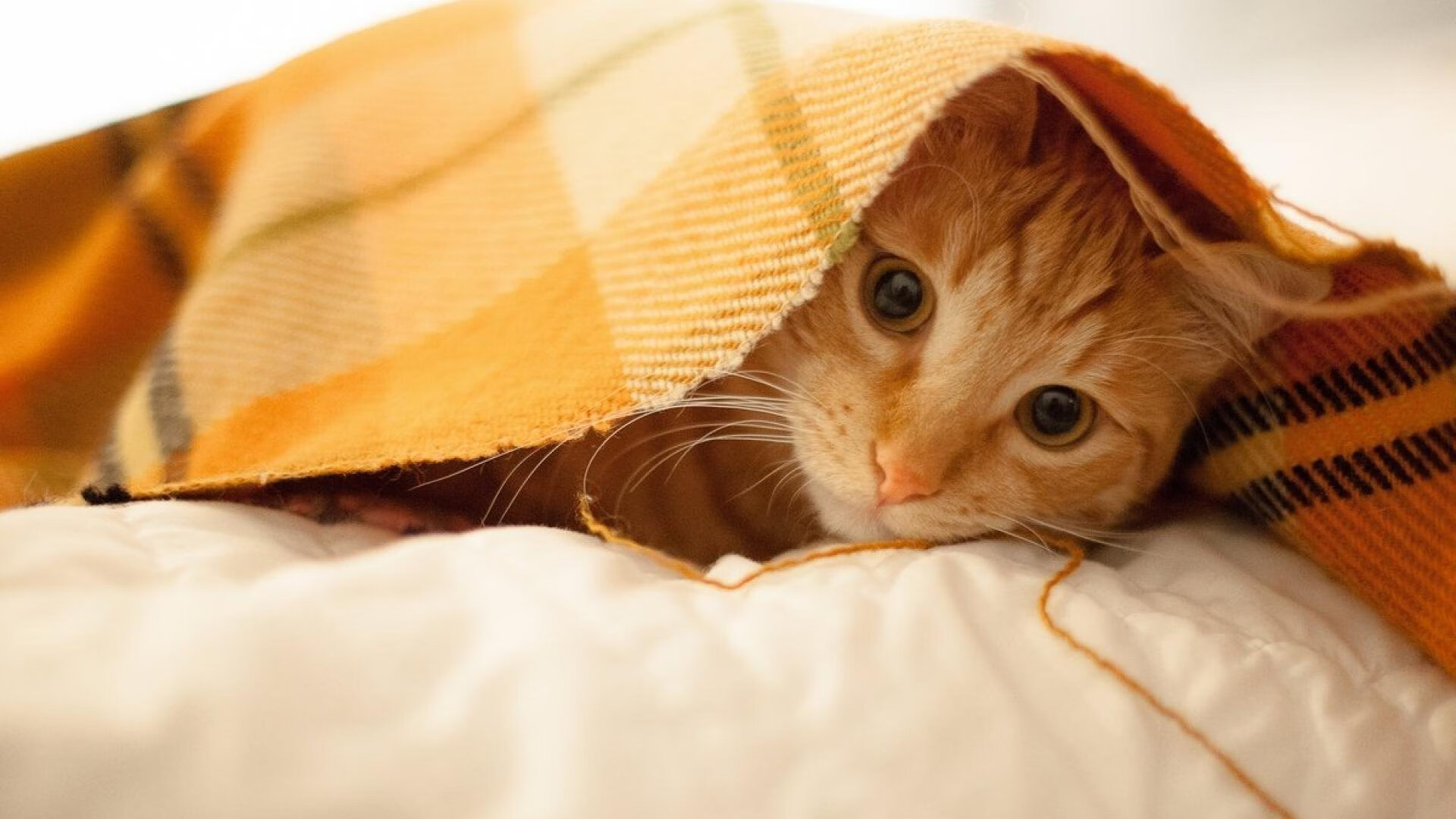 世界杯热血开战：精彩纷呈，激动人心！，世界杯热身赛程