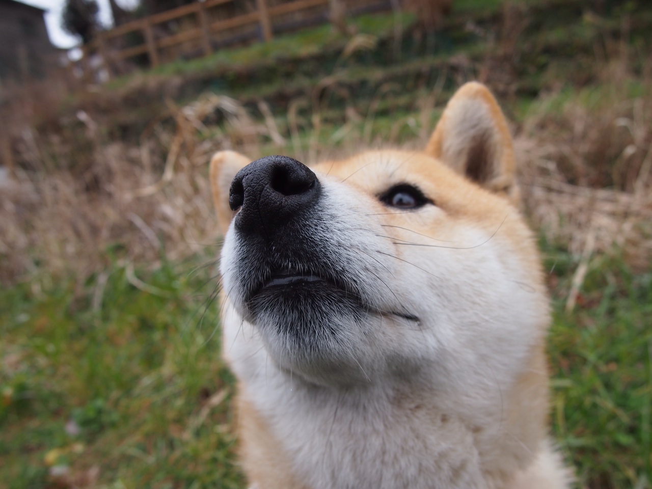 中国羽毛球协会公告运动员伤病康复机制优化方案，羽毛球常见损伤与康复