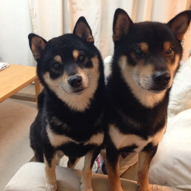 乐鱼体育App下载-国际青少年足球锦标赛吸引全球顶尖青年队伍参赛，世界青少年足球锦标赛