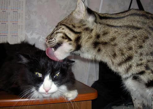 APP下载 LY Sports-塞尔维亚女篮在欧洲锦标赛中勇夺金牌，实力不断提升，塞尔维亚女篮欧洲排名