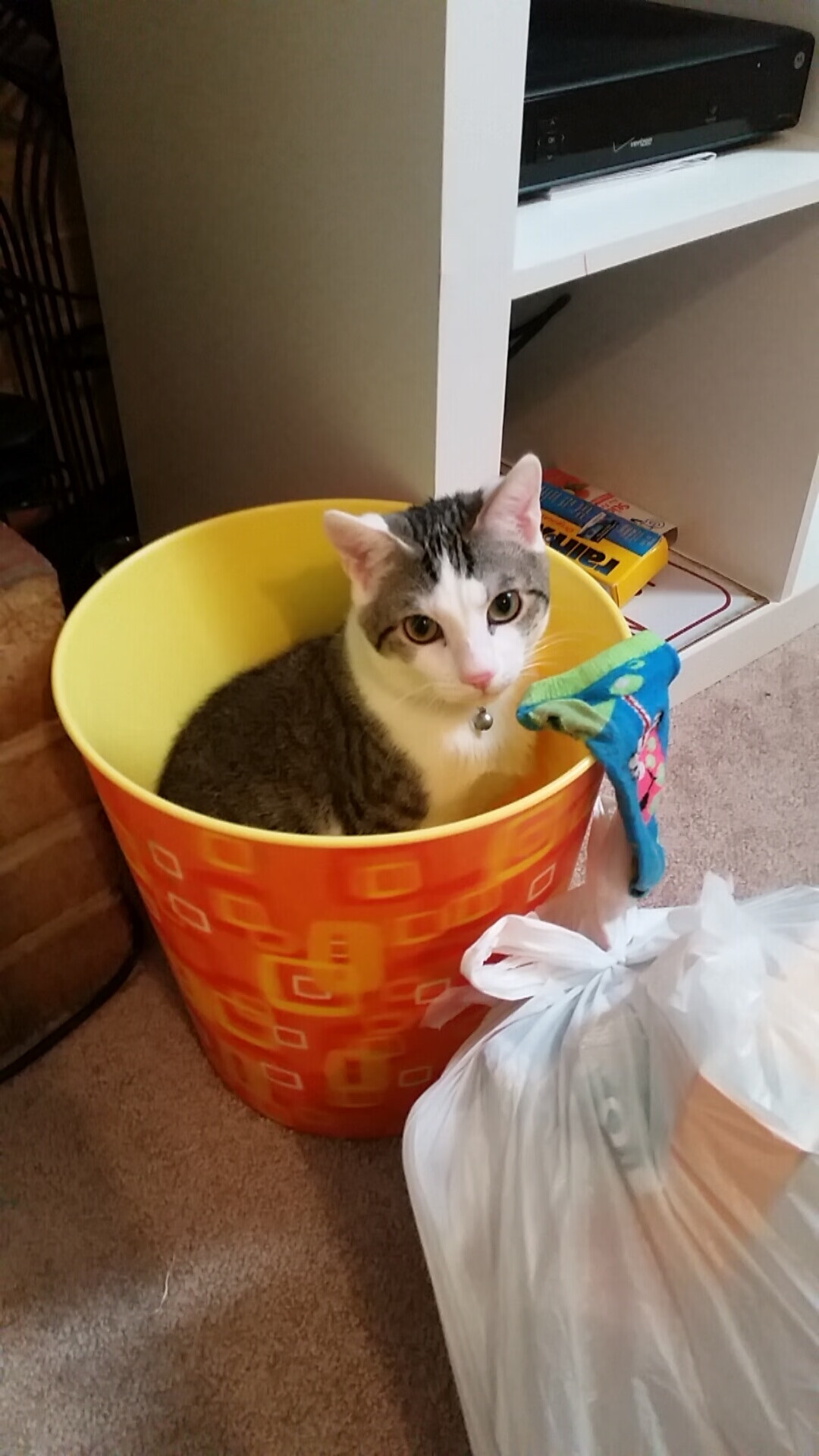 广东男篮签约新东家CBA季后赛，广东男篮新星