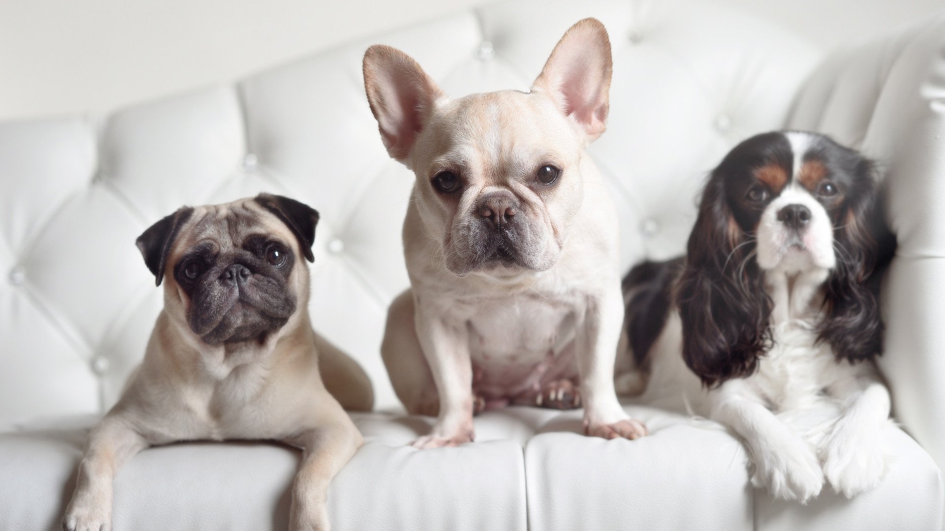 苏炳添为冬训做身体数据专项评估,苏炳添体育项目