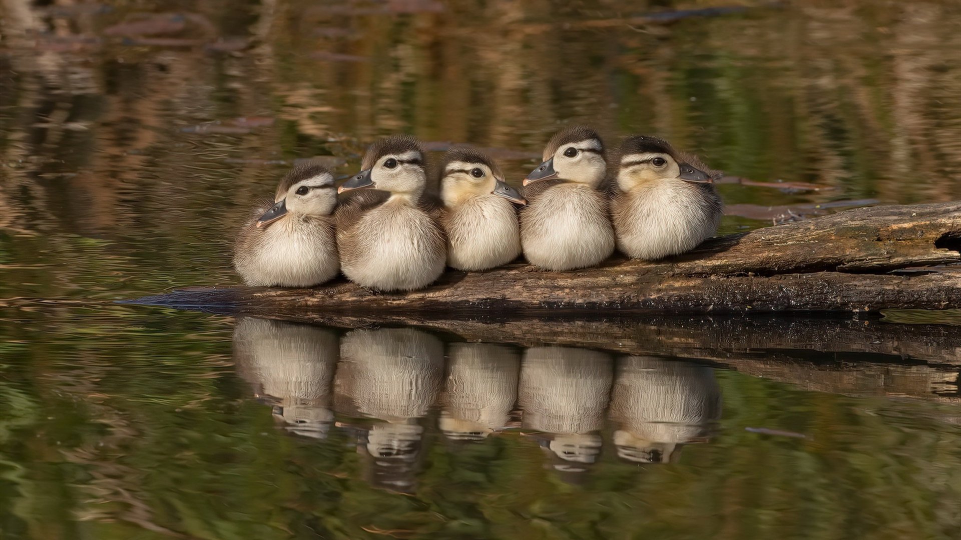 蝶泳节奏流畅吉尔吉斯斯坦稳步晋级，吉尔吉斯斯坦游泳运动员