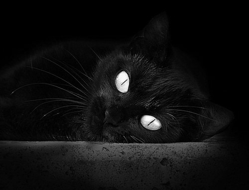 Leyu Sports (乐鱼体育)-阿莱克西首次闯入蝶泳世界前三，阿莱克西亚·阿西福特