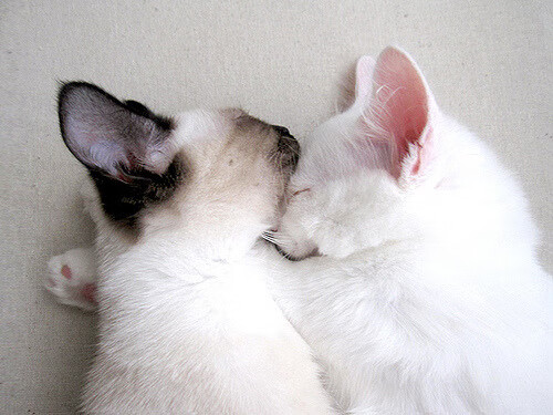 中国足球海外拉练成果交流会在沪举行，中国足协海外培养球员计划